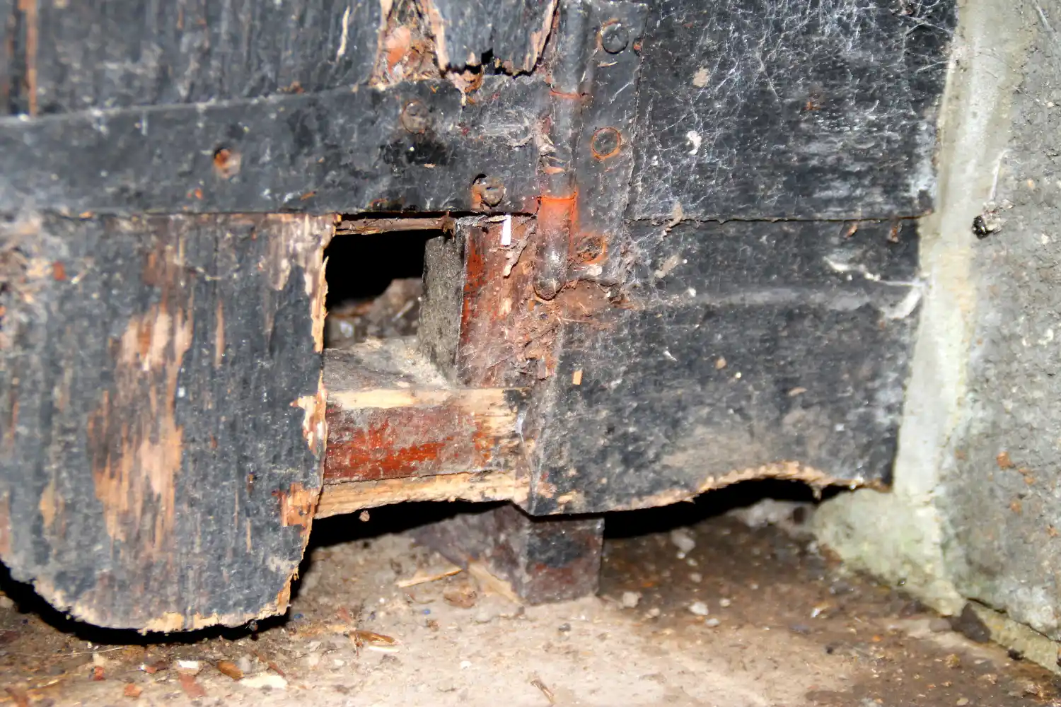 Debugged Blog Why Rats Are a Problem During COVID 19 Rats Enter Small Gaps