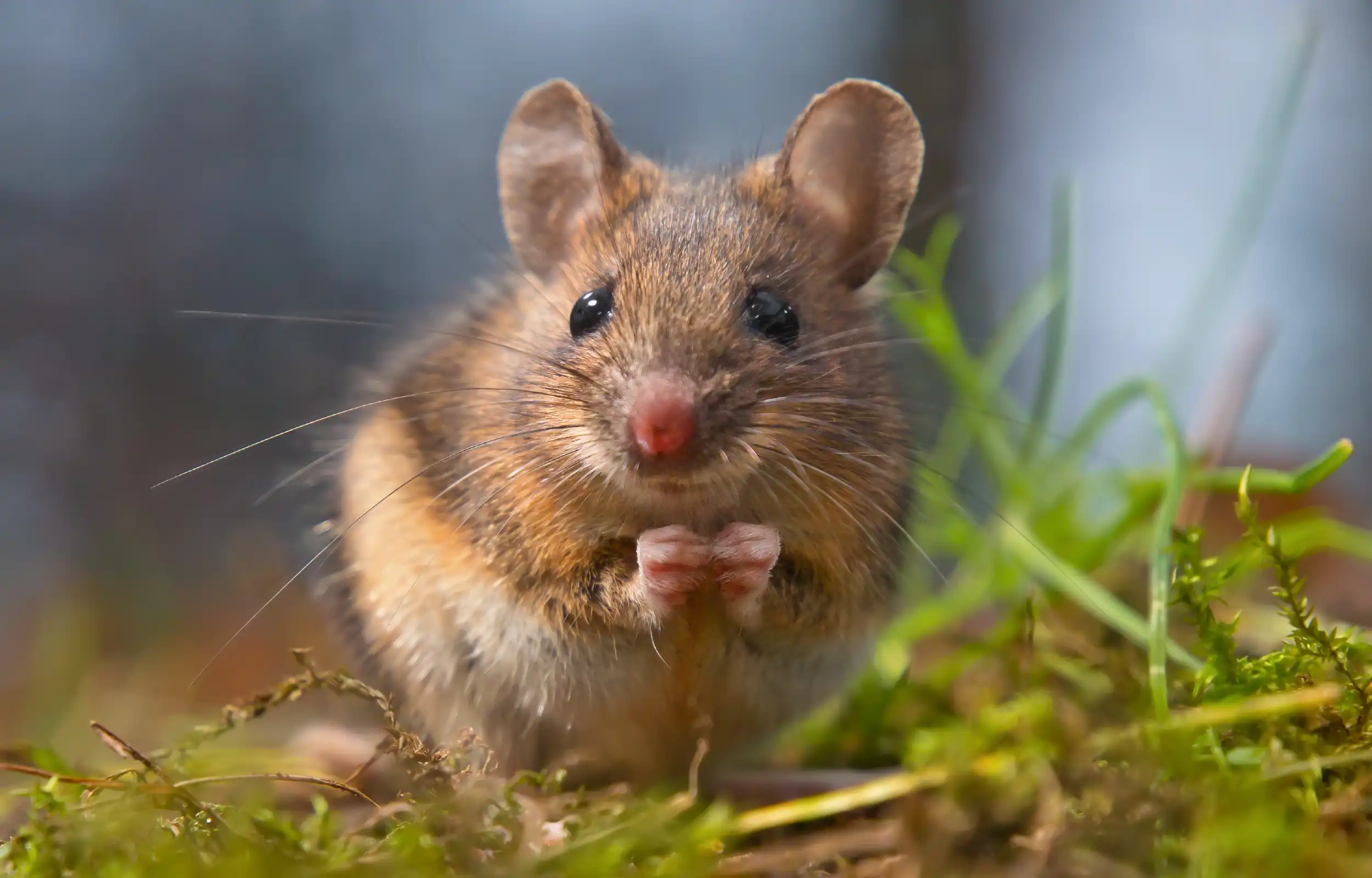 Aardmuis