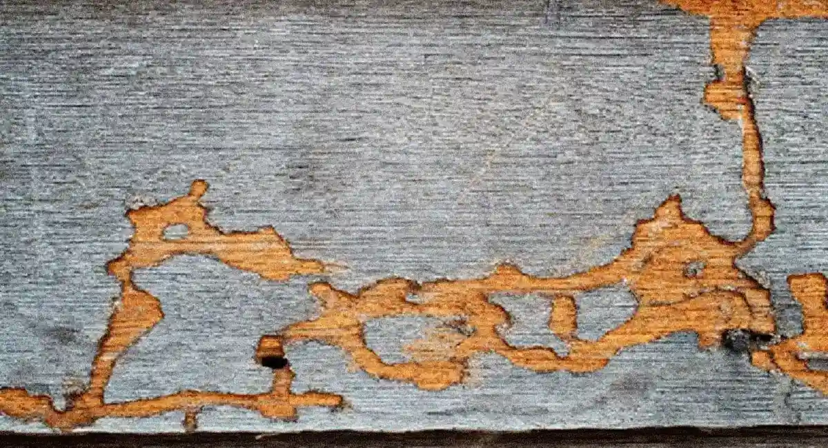 Termite Scratching