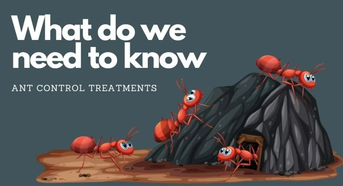 Debugged Blog Five Reasons We Do Not Like Ants In Homes What Do We Need To Know About Ants Control