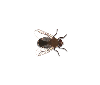 Cluster fly