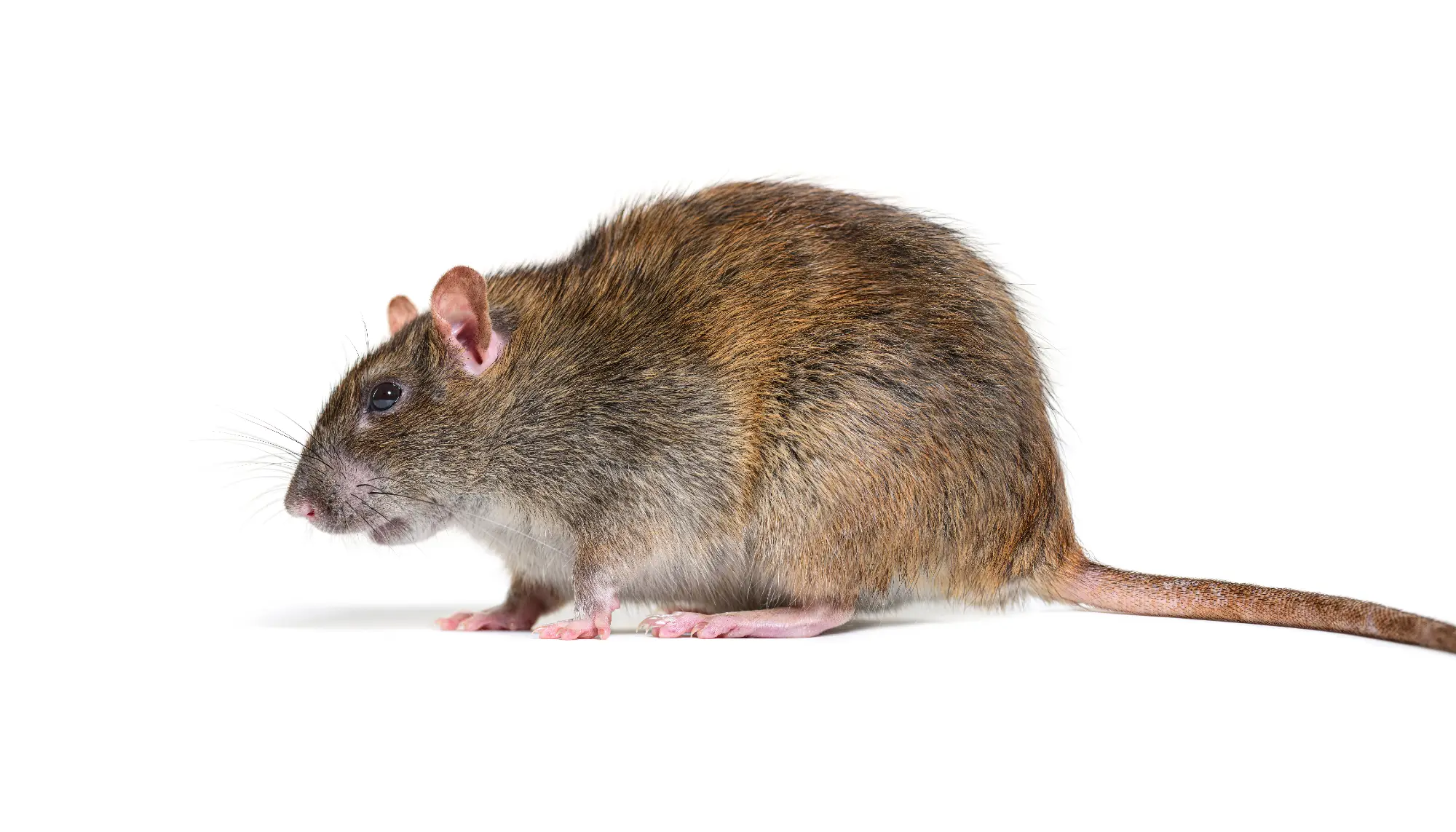 bruine rat