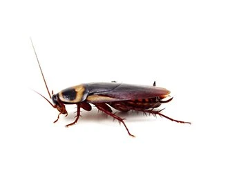 ant