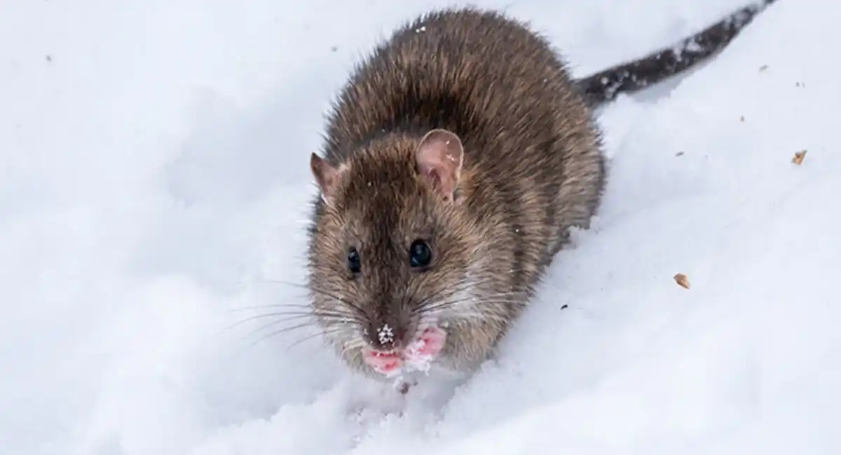 a rat in the snow