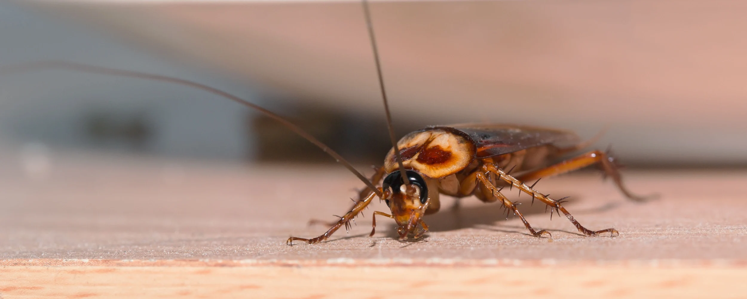 german cockroaches in commercial kitchens