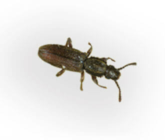 Saw Toothed Grain Beetle