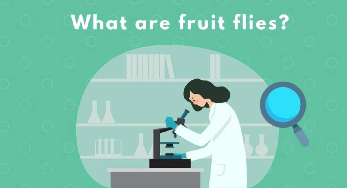 Debugged Blog How Do You Control A Fly Infestation What Are Fruit Flies