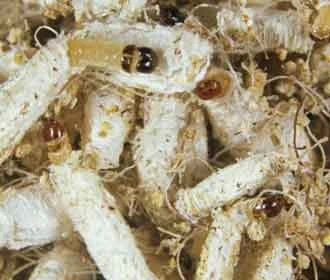 Case-bearing clothes moth