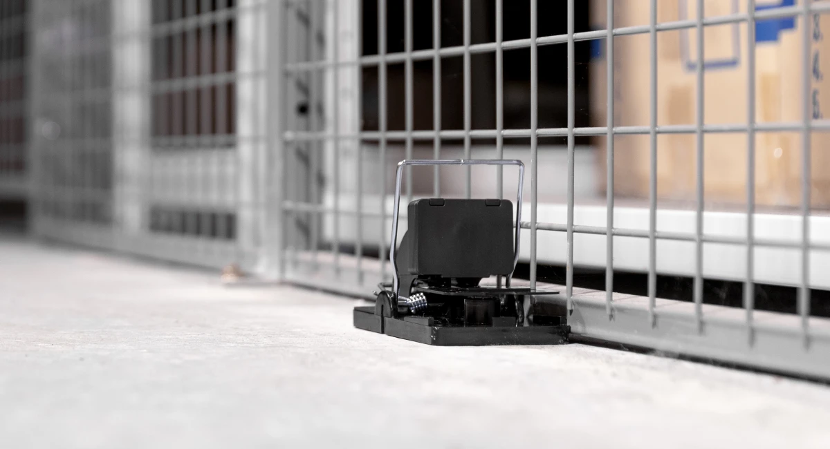 Debugged Blog 9 Ways How Rat Problem Can Be Damaging Digital Rat Riddance