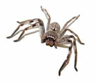 Huntsman Spider