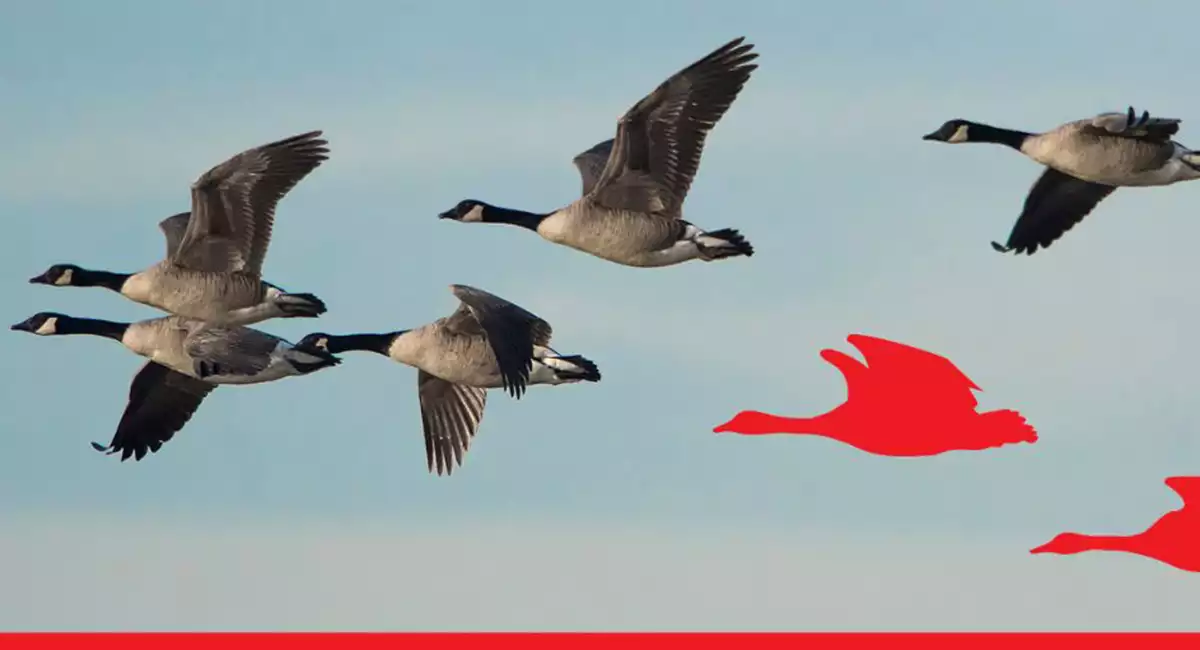 Geese flying