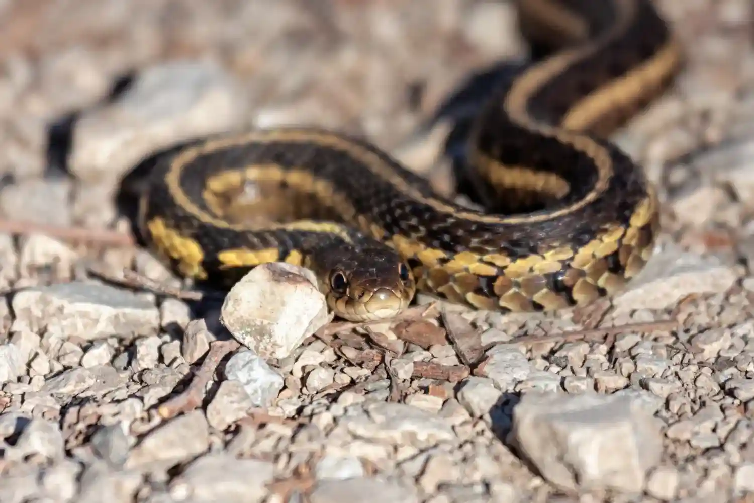 Common garter snake