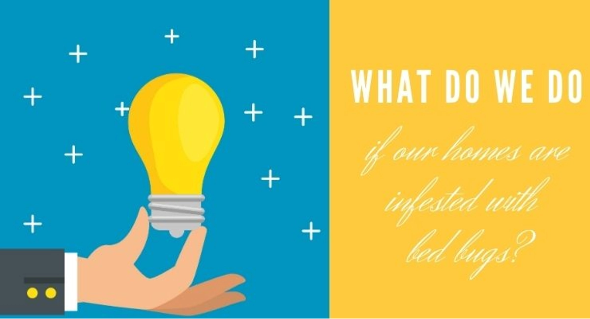 Debugged Blog Five Reasons Why Bed Bugs Are Annoying What To Do for Homes With Infestation