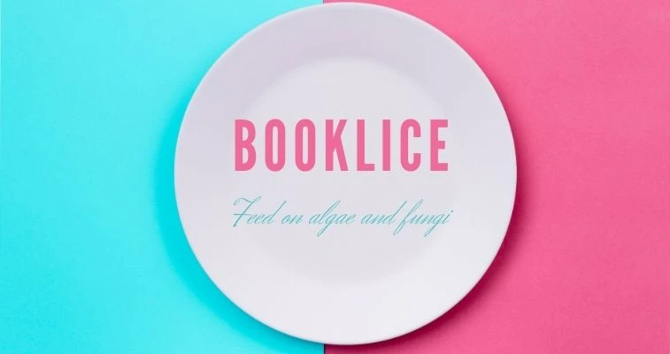 Interesting facts of booklice