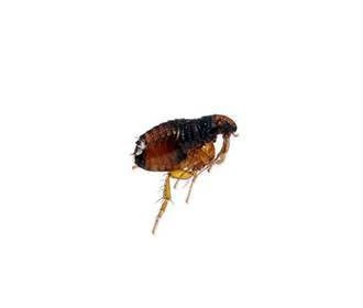 Dog flea