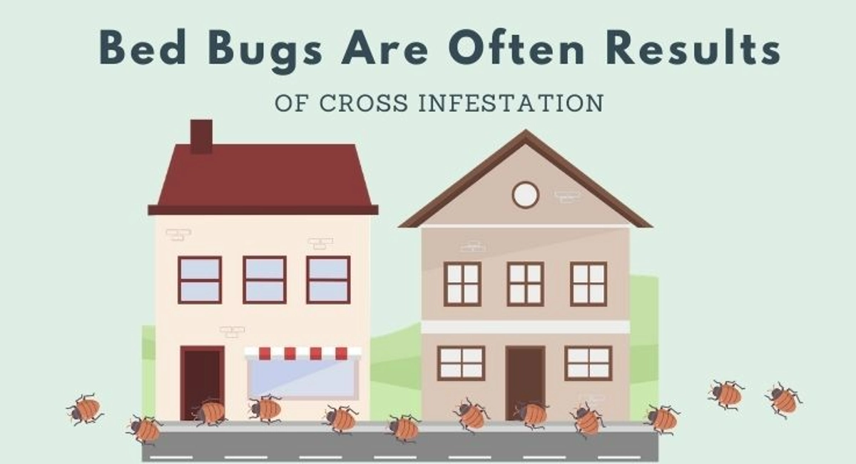 Debugged Blog Do Bed Bugs Return After Treatment Results of Cross Infestation