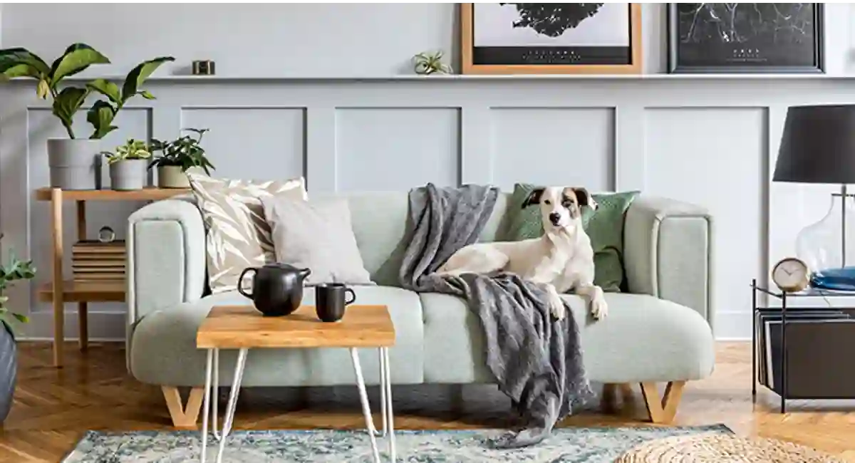 dog in hotel room