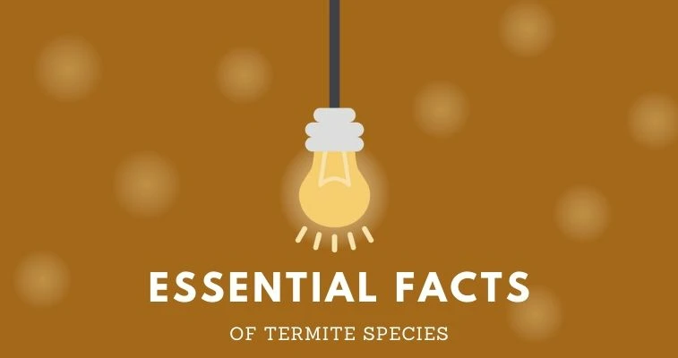 Essential Facts of Termites