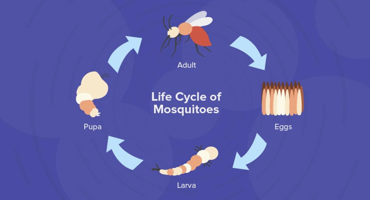 The life cycle of mosquitoes