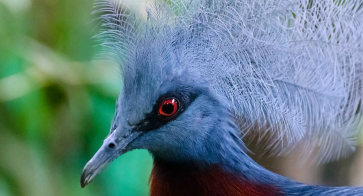 Southern crowned pigeon