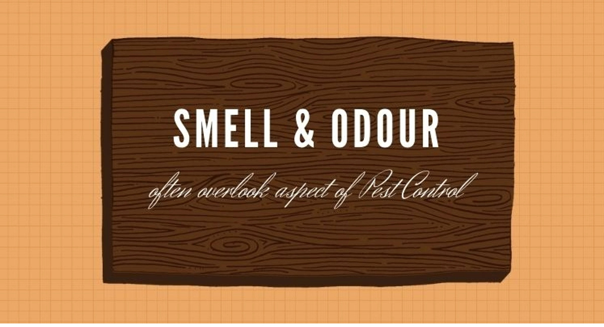 Debugged Blog How Odour Attract Pest Infestation Smell Overlook Aspect of Pest Control