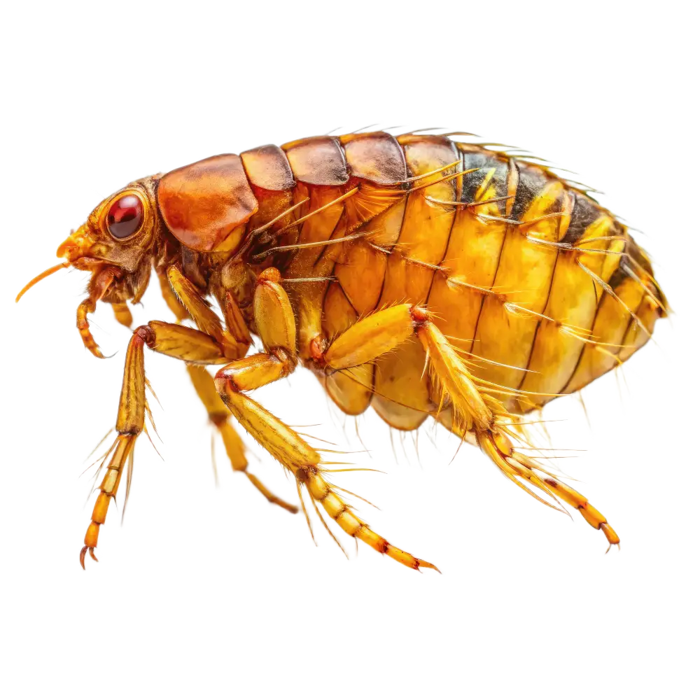 Mensenvlo