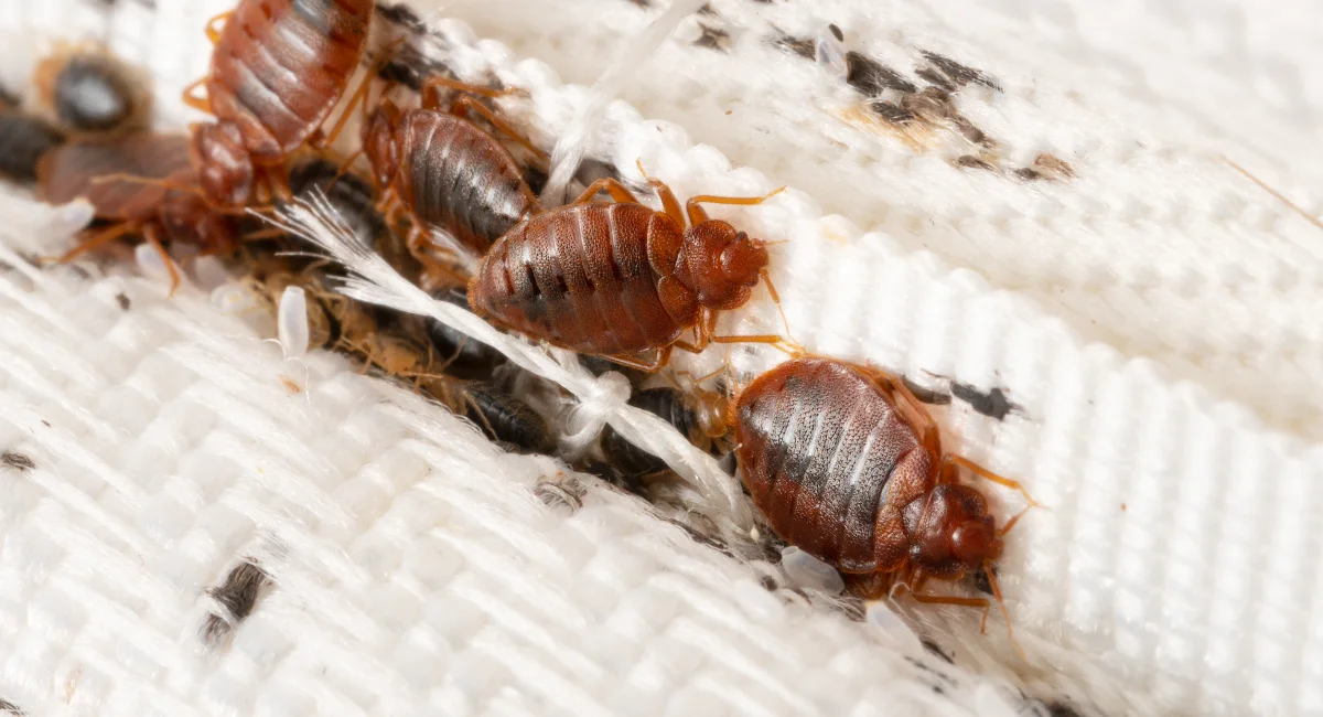 bedbugs