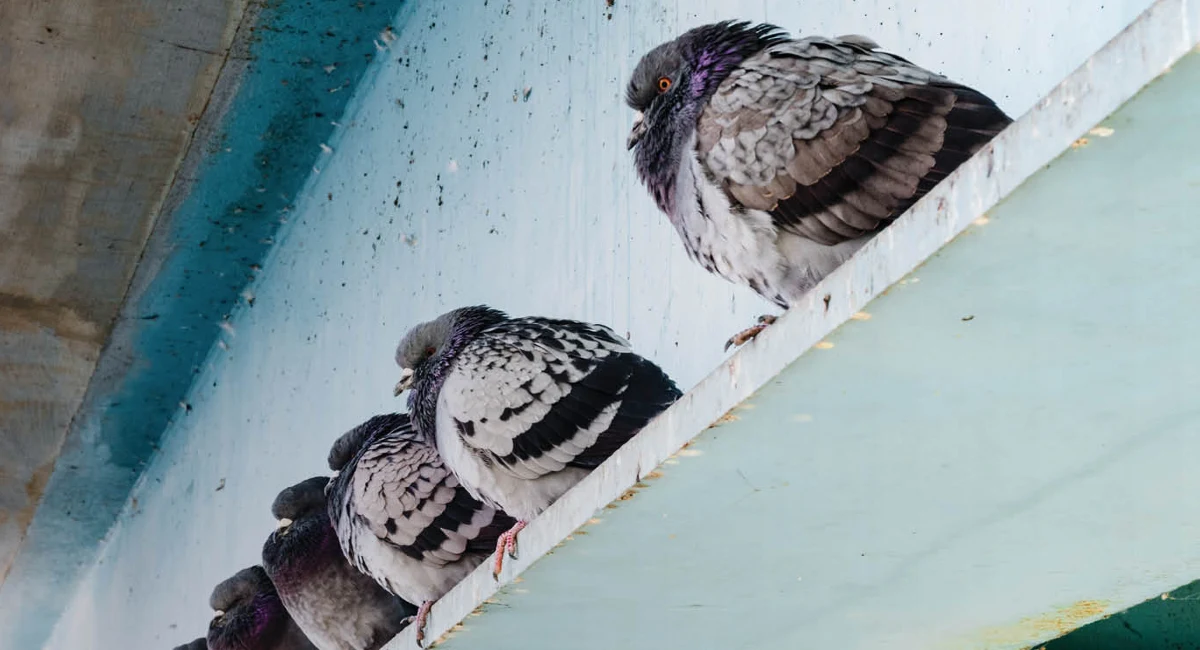 How to recognise a bird infestation