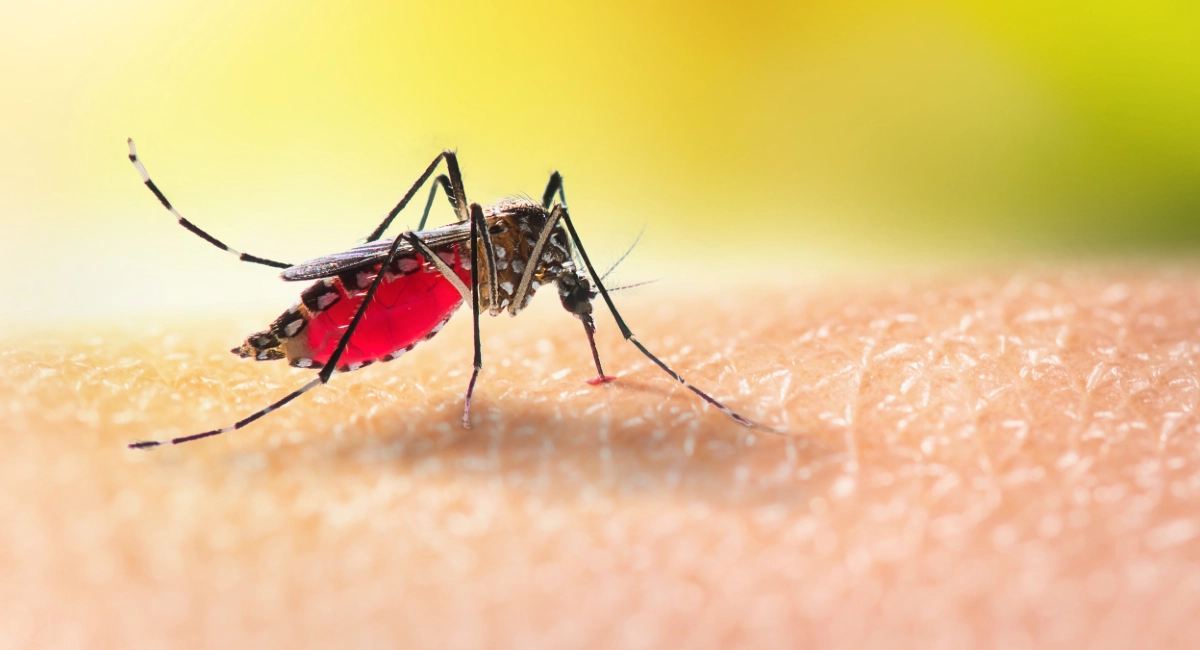 Mosquito bite