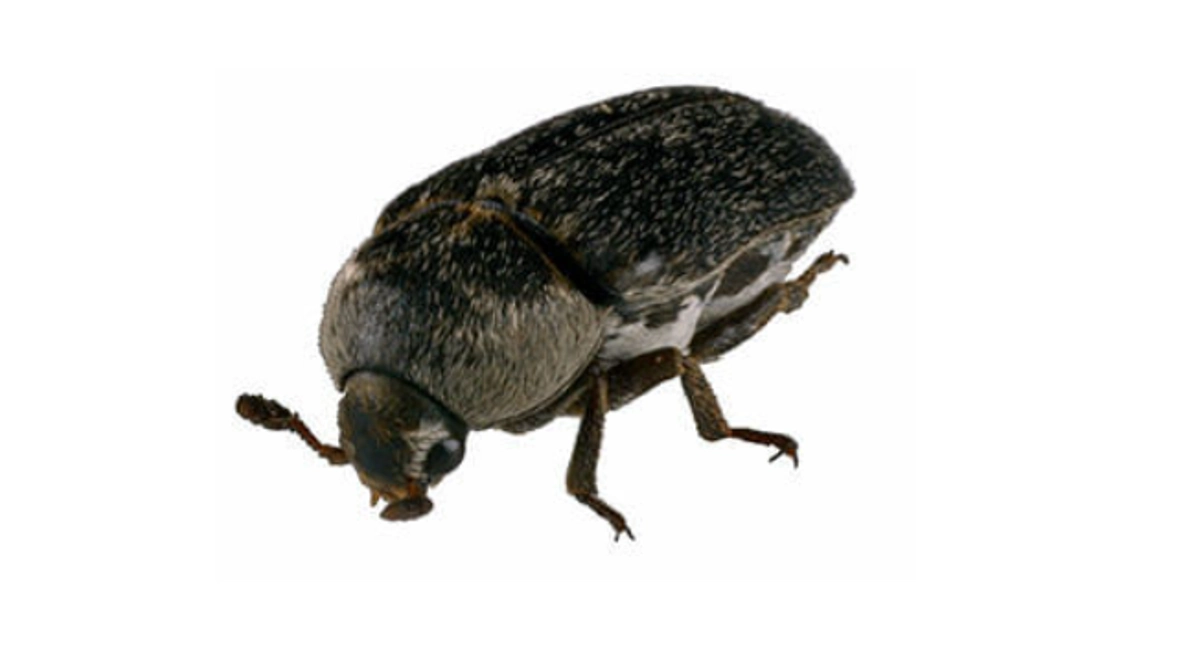 Huidkever