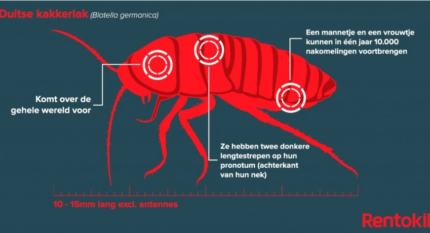 La blatte germanique