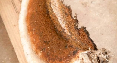 House Fungus