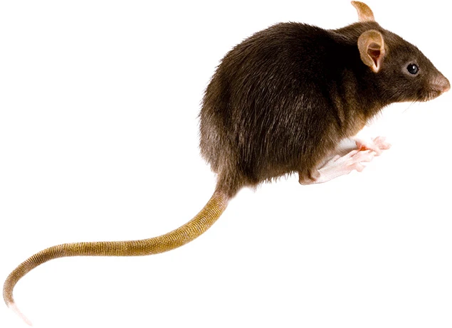 White-Footed Mouse