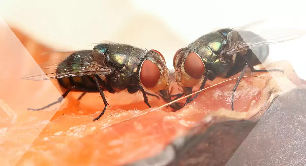 flies
