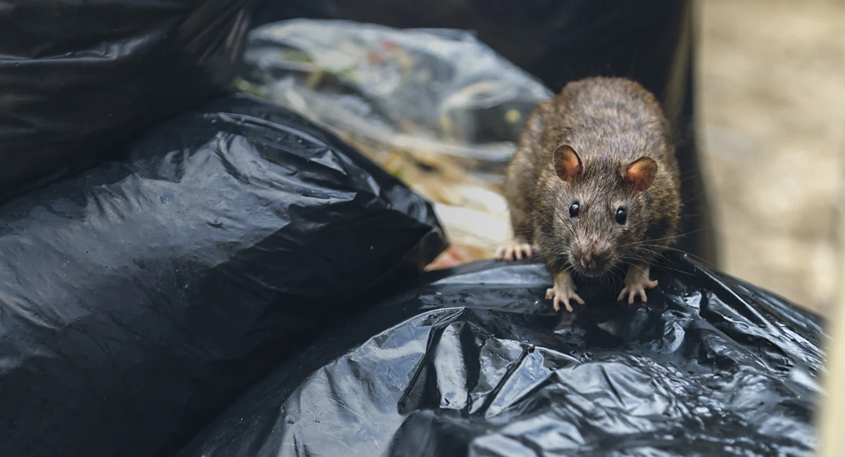 Rats most destructive pests