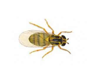Swarming Fly