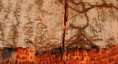 House Fungus