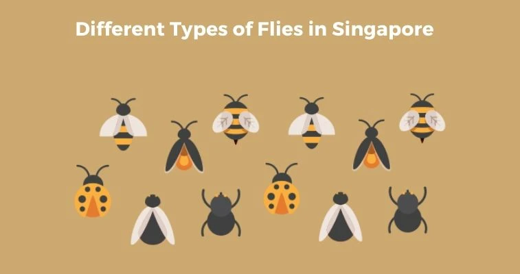 Types of Flies