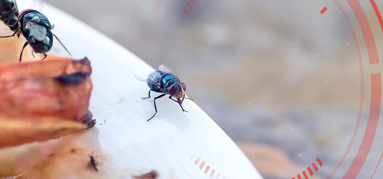 Food safety flies