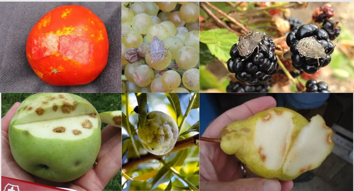 fruits altérés punaise de lit diabolique