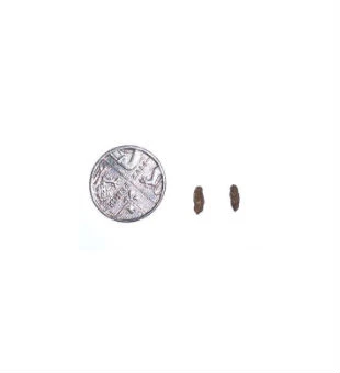 Mouse droppings