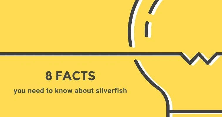 8 Facts You Need To Know About Silverfish