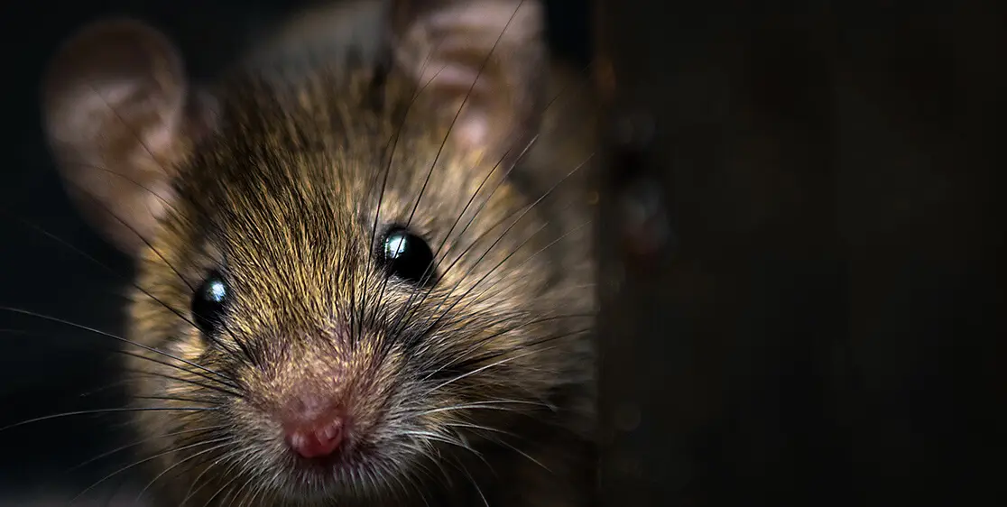 Rat