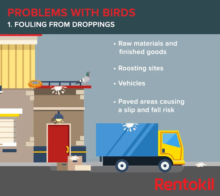 Fouling from droppings