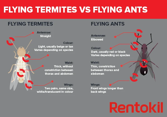 What is the difference between ants and termites?