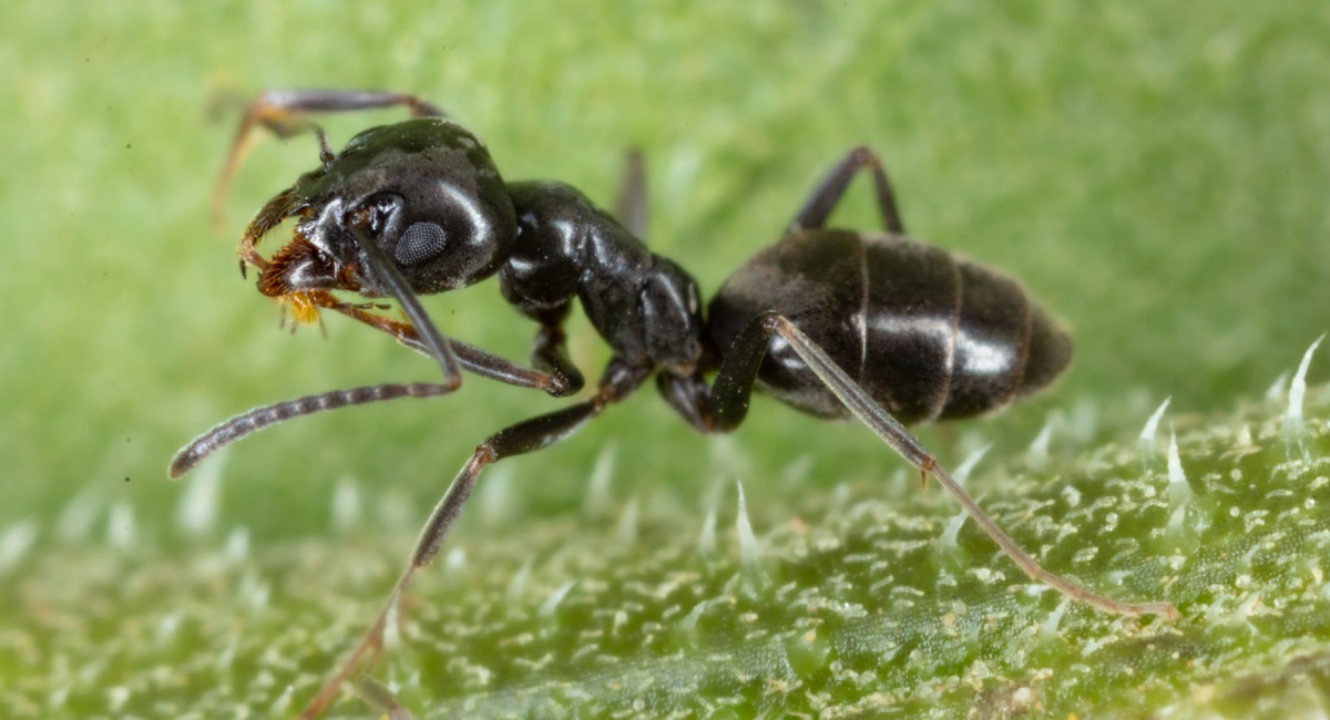 fourmis tapinoma