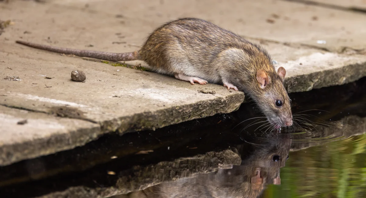 Bruine rat