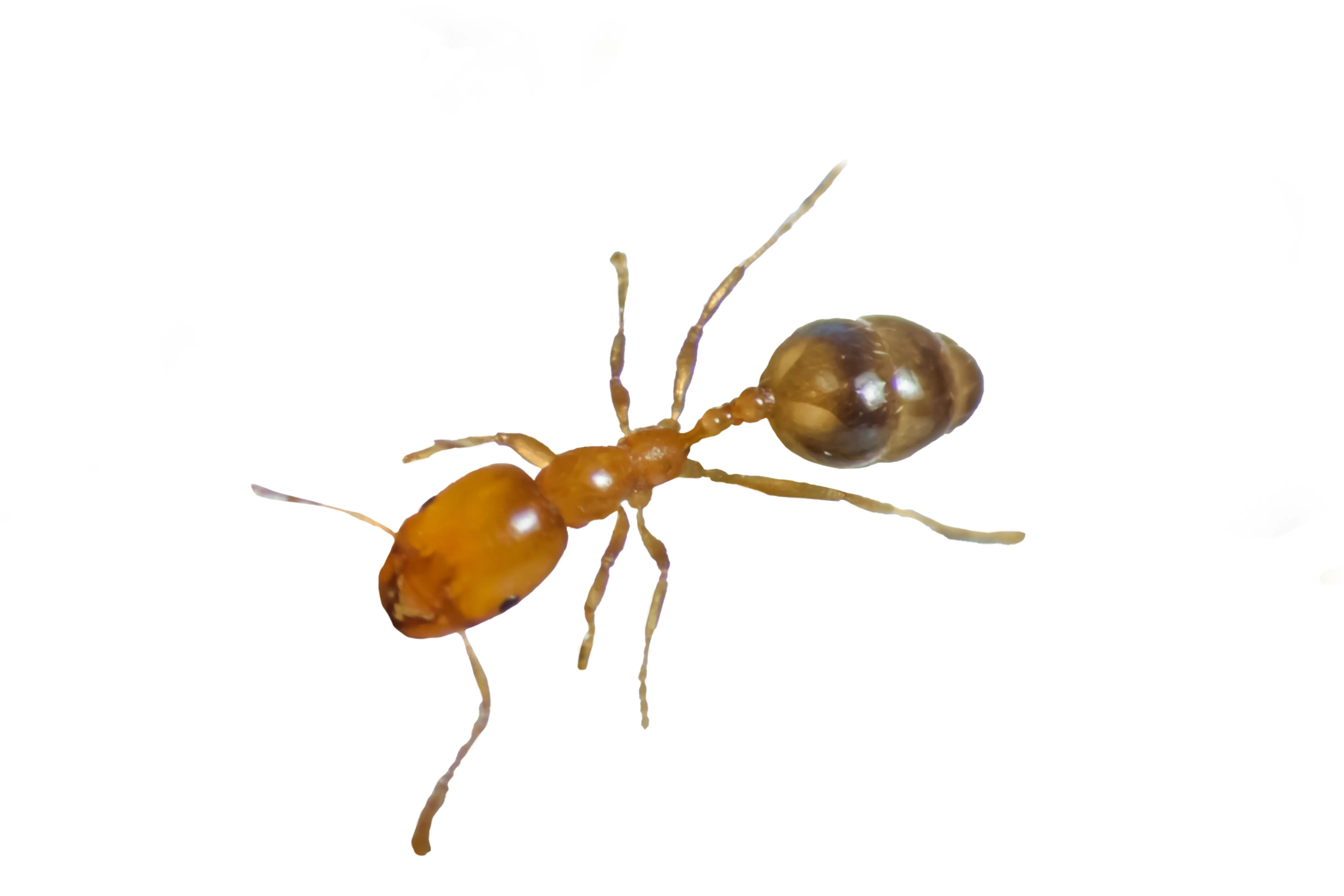 Faraomier - Monomorium pharaonis