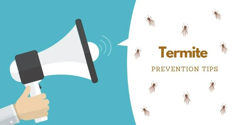 Termite Prevention Tips