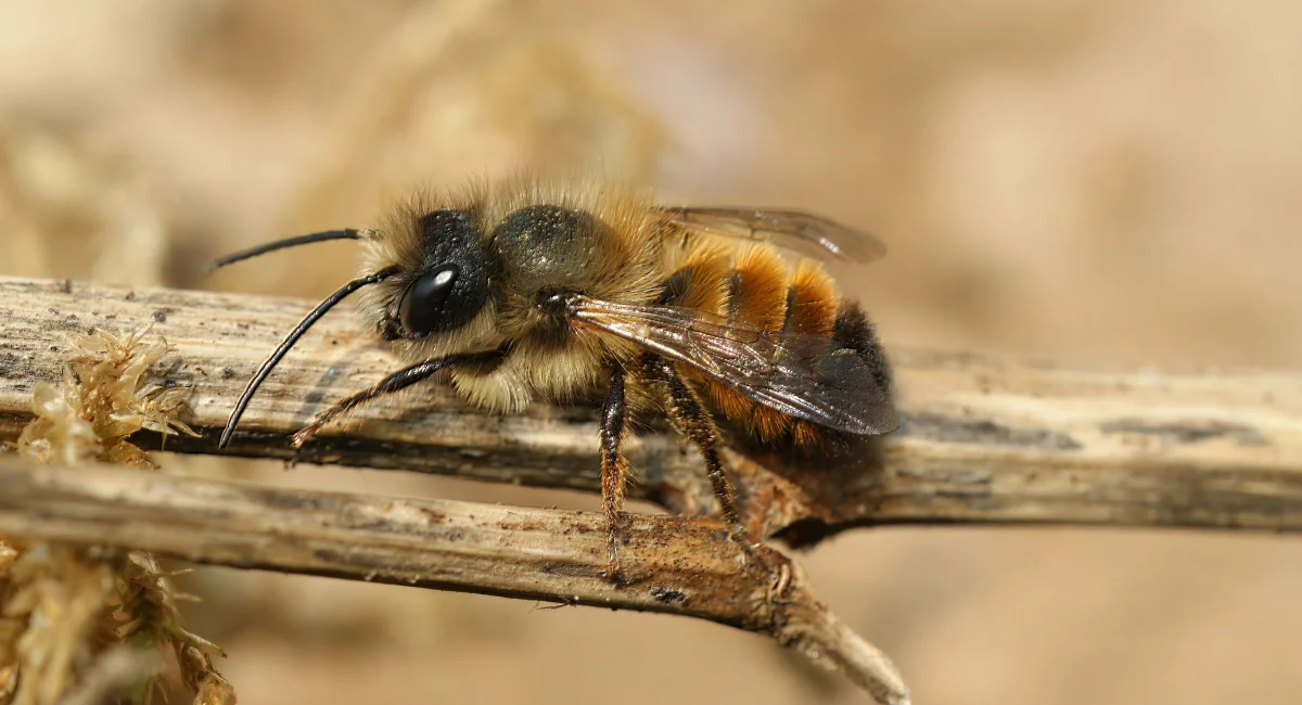 Gehoornde metselbij - Osmia cornuta